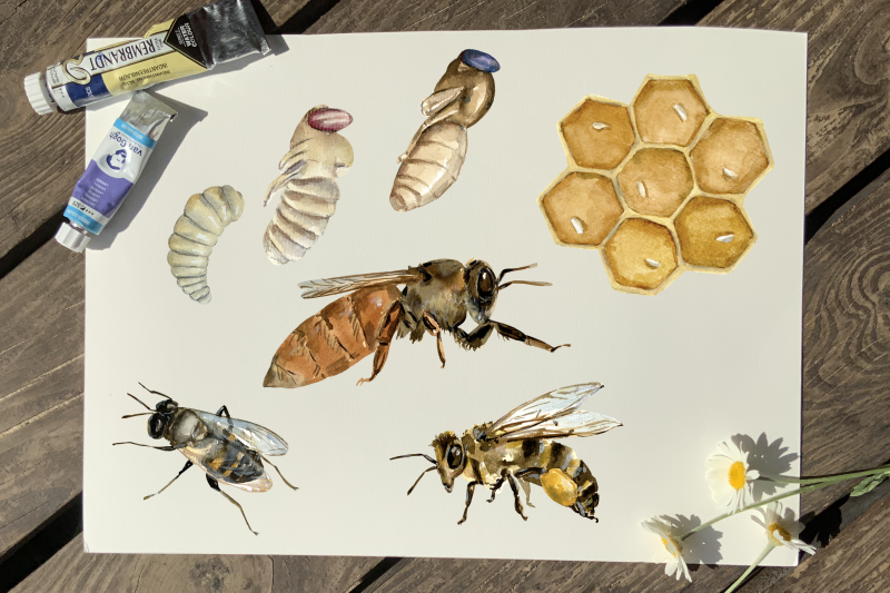 bee-life-cycle-clip-art-and-print