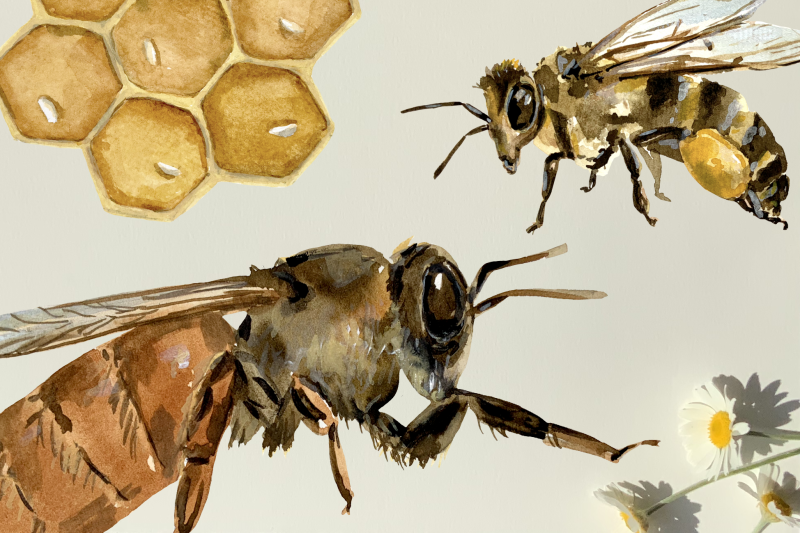 bee-life-cycle-clip-art-and-print