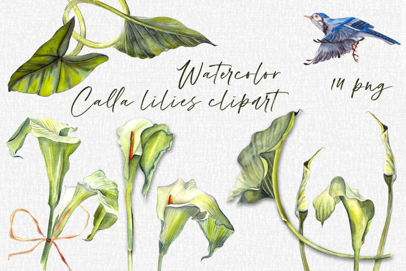 calla-lily-watercolor-floral-and-leaf-clipart