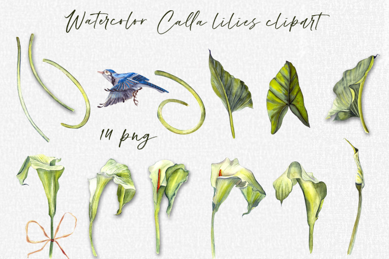 calla-lily-watercolor-floral-and-leaf-clipart