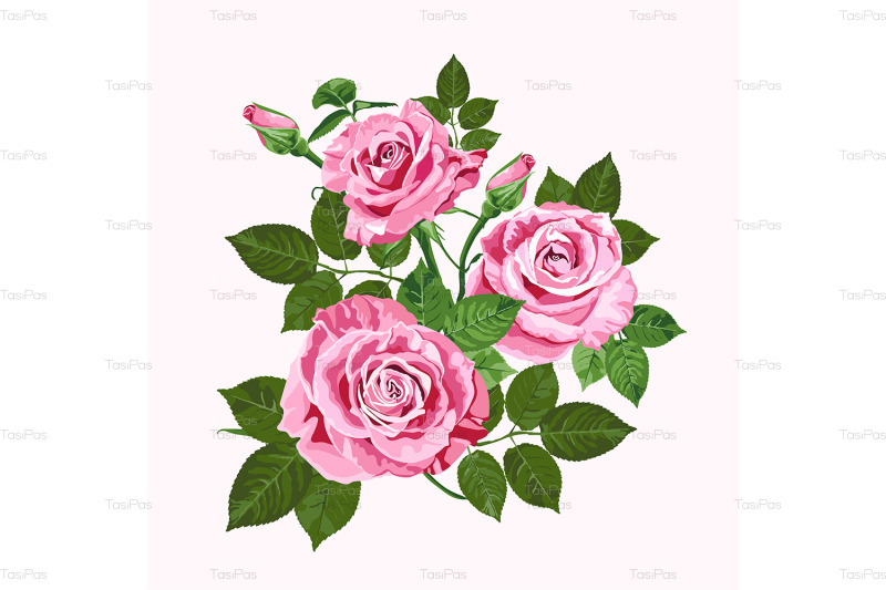 pink-roses-bouquet-isolated-on-the-white