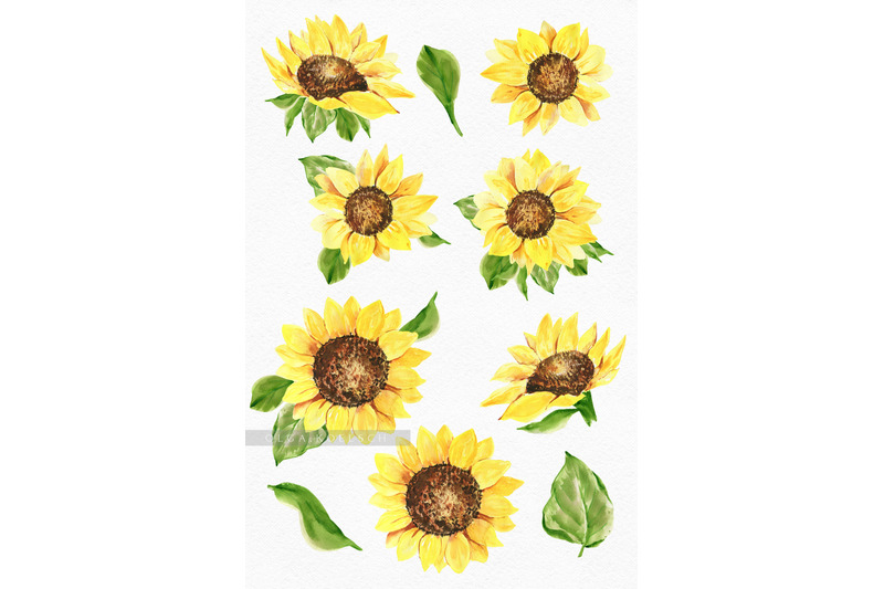 Sunflower watercolor clipart. Boho sunflower png modern clipart By Olga ...