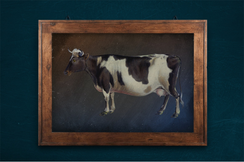 cow-clipart-zetland