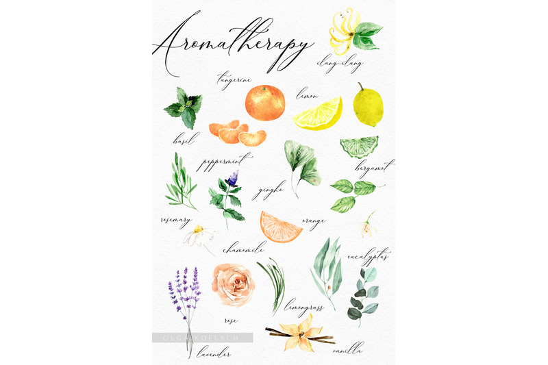 watercolor-essential-oil-clipart-hand-drawn-herbs-and-bottles