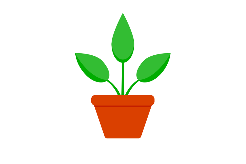 home-plant-with-green-leaf