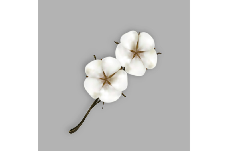 cotton-plant-branch-with-blooming-flowers-vector