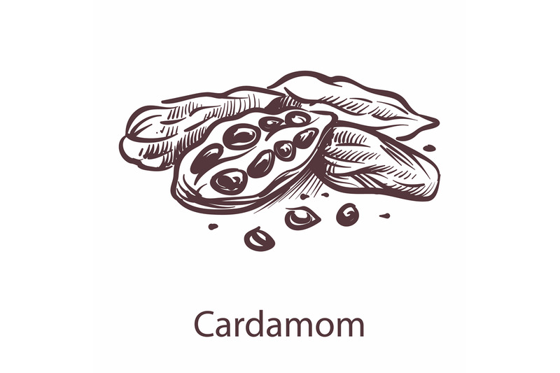 cardamom-icon-botanical-sketch-for-labels-and-packages-in-engraving-s