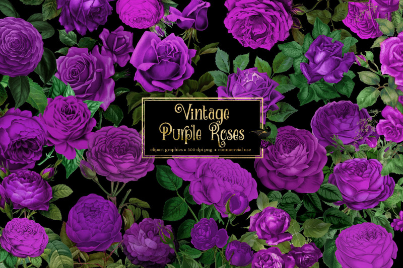 vintage-purple-roses-clipart