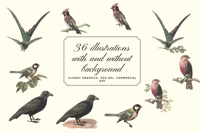 vintage-antique-bird-clipart-graphics-junk-journal-paper