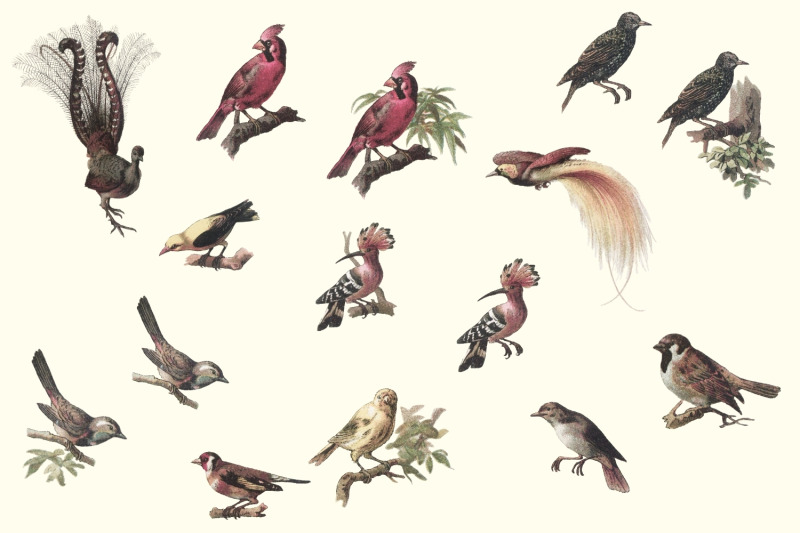 vintage-antique-bird-clipart-graphics-junk-journal-paper