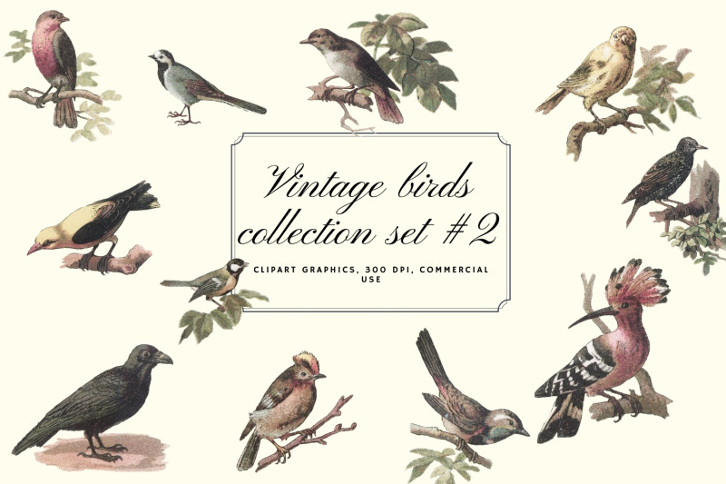 vintage-antique-bird-clipart-graphics-junk-journal-paper