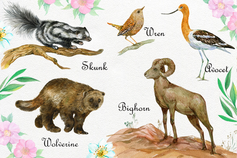 canada-animals-clipart-watercolor
