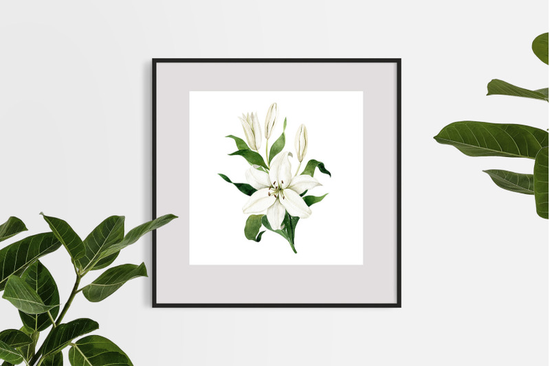 White Lilies Watercolor Collection By Natalia Fedorova | TheHungryJPEG