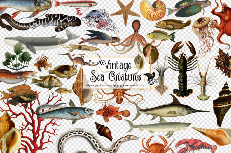 vintage-sea-creatures-clipart