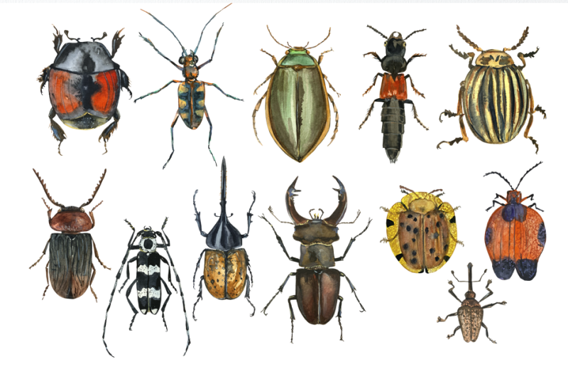 beetles-clip-art-set