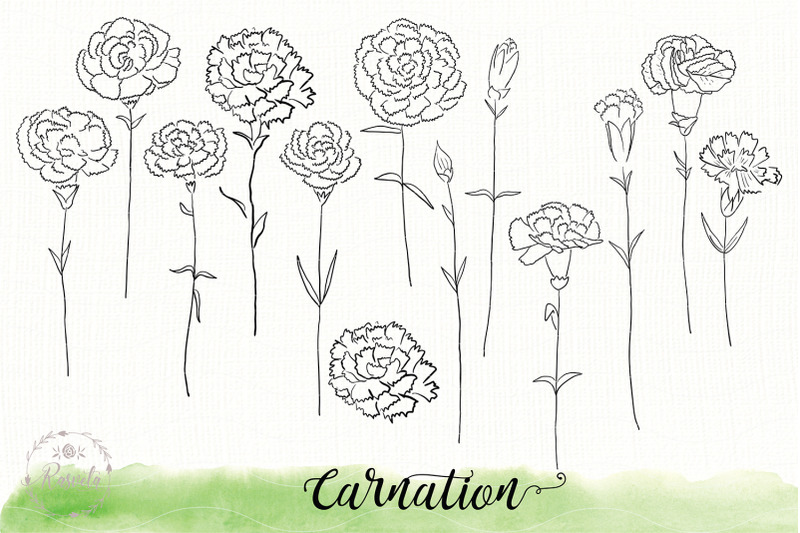 carnation-flower-sketch-drawin