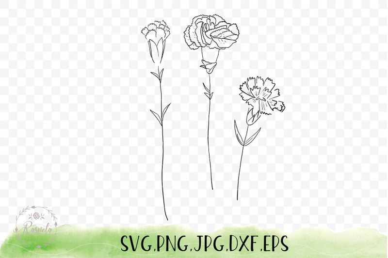 carnation-flower-sketch-drawin