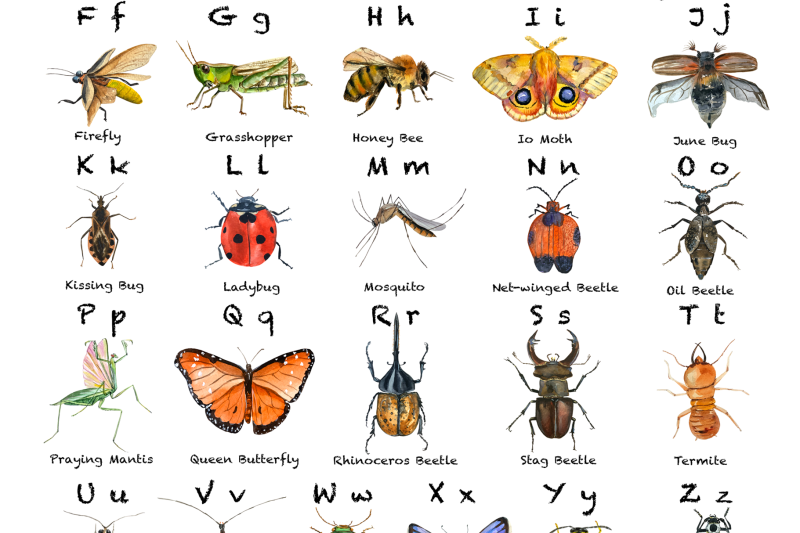 watercolor-insects-abc-posters