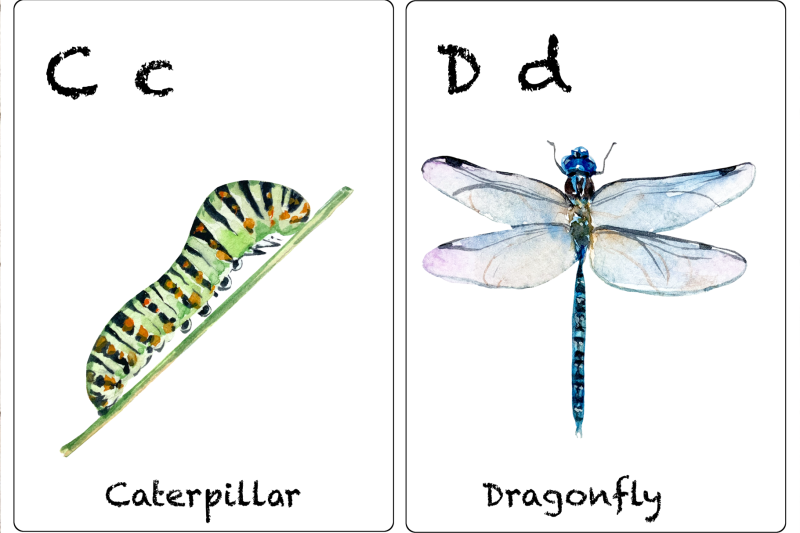 watercolor-abc-insects-flashcards