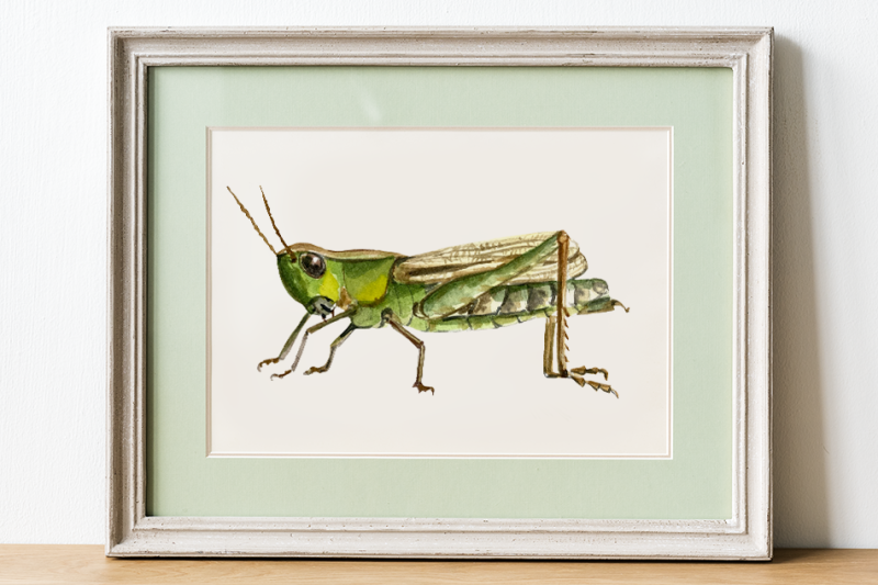 watercolor-insect-clip-art