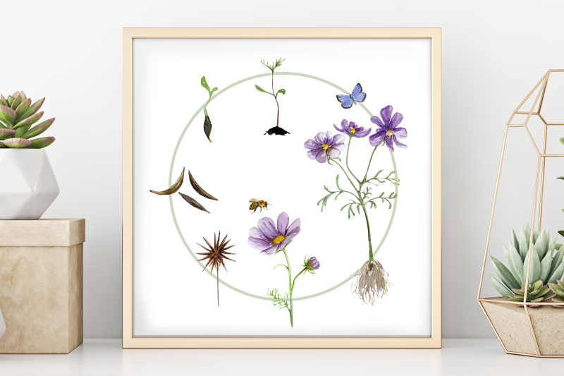 flower-life-cycle-clip-art-and-print