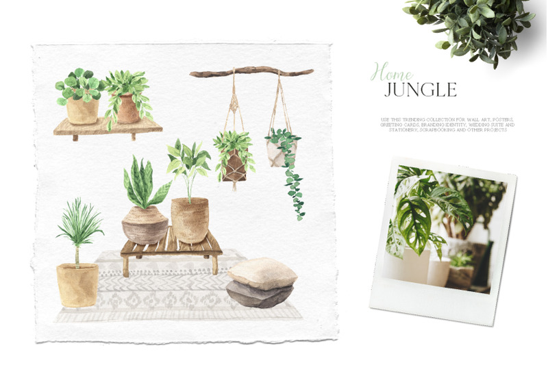 home-jungle-boho-plants-set