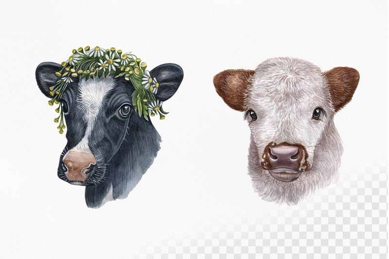 watercolor-set-cute-cow-and-ox-illustrations-8-cows