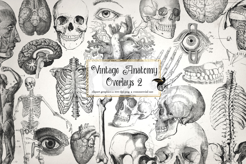 antique-anatomy-overlays-set-2