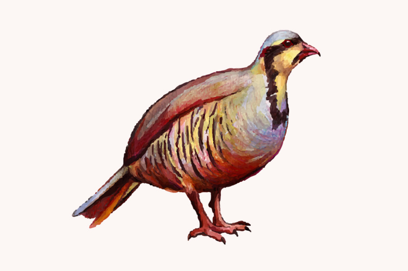 watercolor-partridge-bird-vector