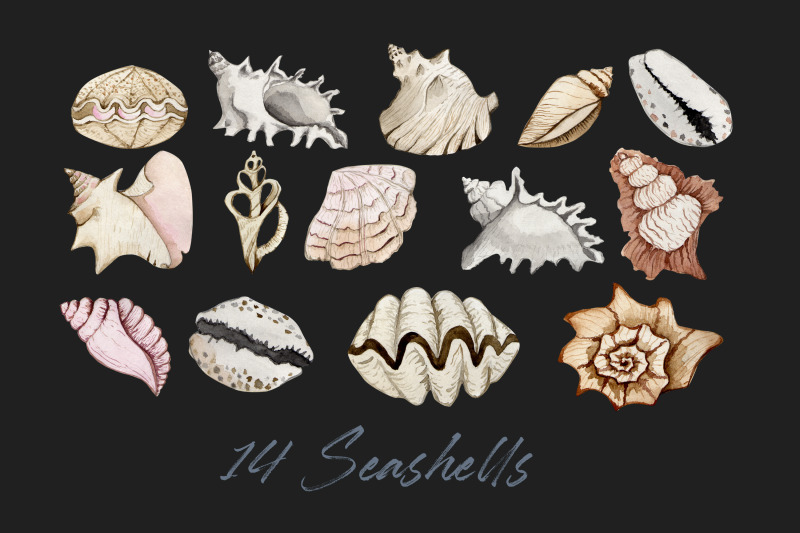 watercolor-set-of-sea-shells-png
