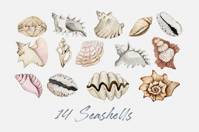 watercolor-set-of-sea-shells-png