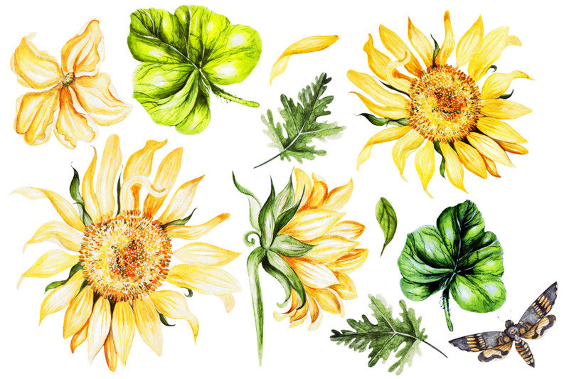 watercolor-sunflower-amp-pumpkins-2