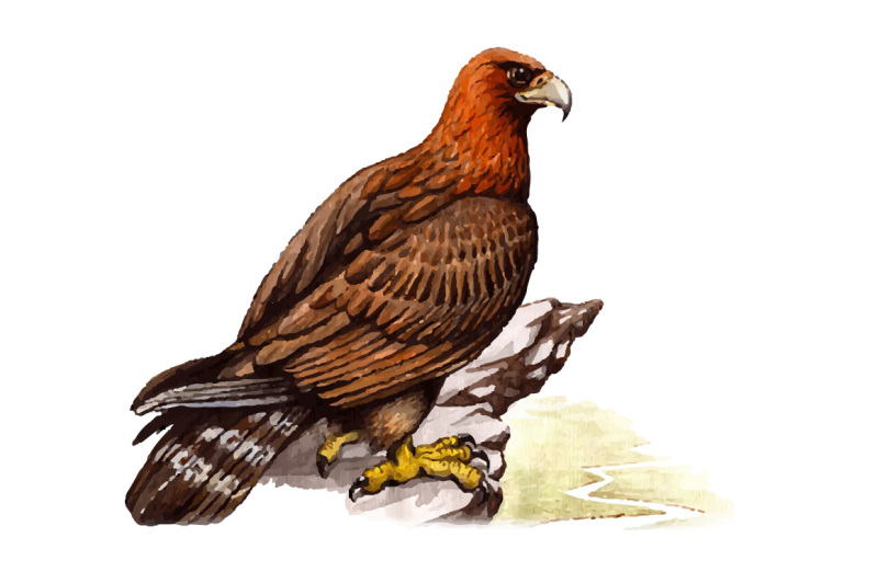 watercolor-golden-eagle-vector