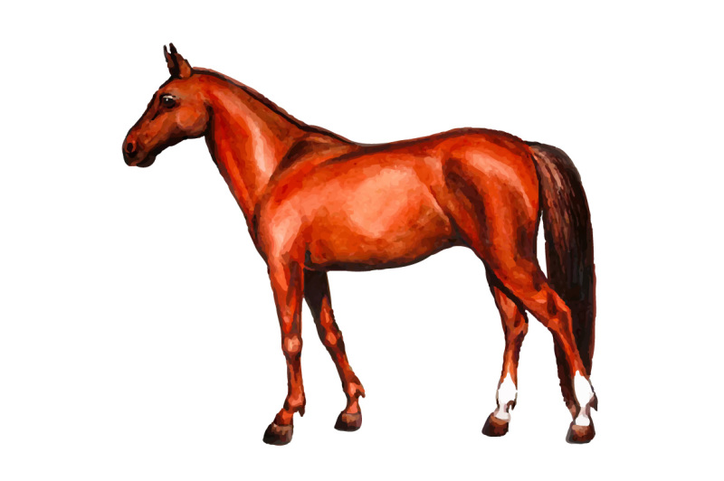 watercolor-english-horse-vector