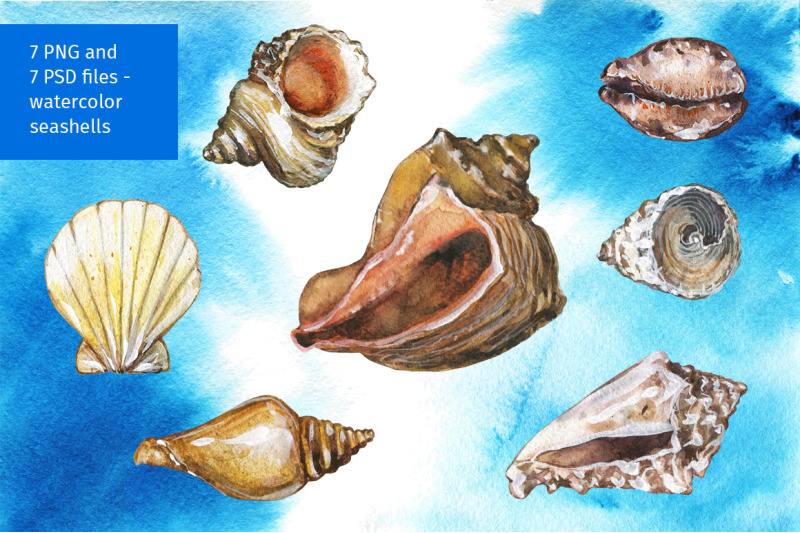 watercolor-seashells-set