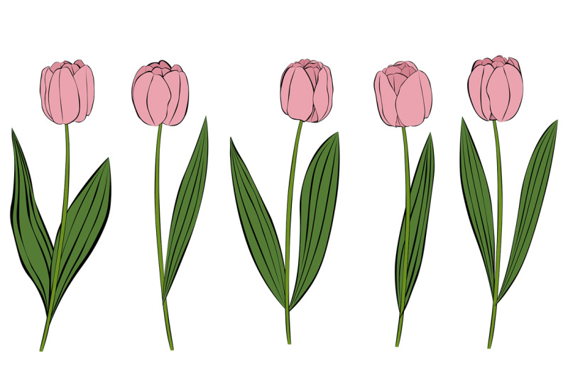 tulips-vector-tulips-flower-tulips-svg-tulips-flower-svg