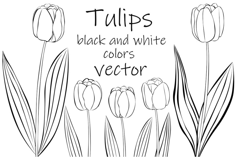 tulips-vector-tulips-graphics-tulips-flower-tulips-svg