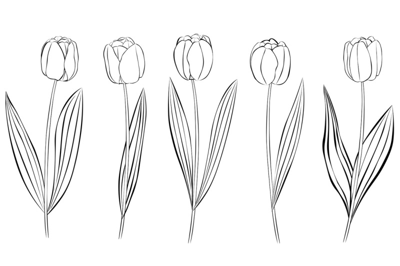 Tulips vector. Tulips graphics. Tulips flower. Tulips SVG By ...