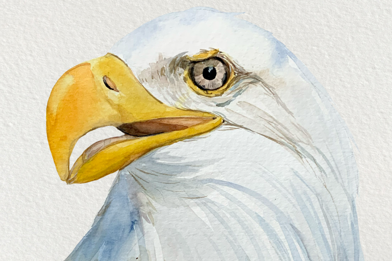 watercolor-bald-eagle-clip-art-and-print