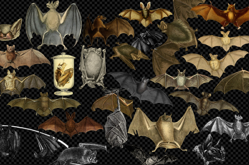 vintage-bats-clipart