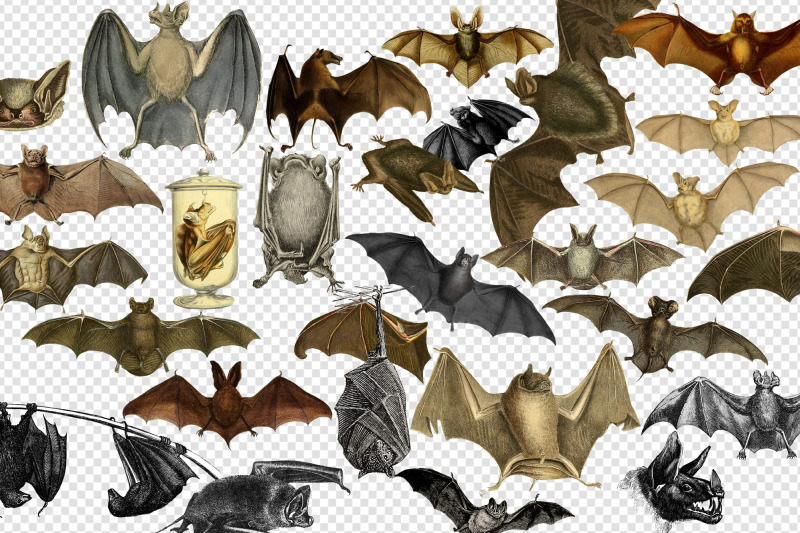 vintage-bats-clipart