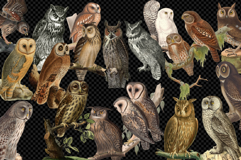 vintage-owls-clipart