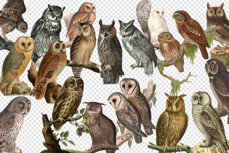 vintage-owls-clipart