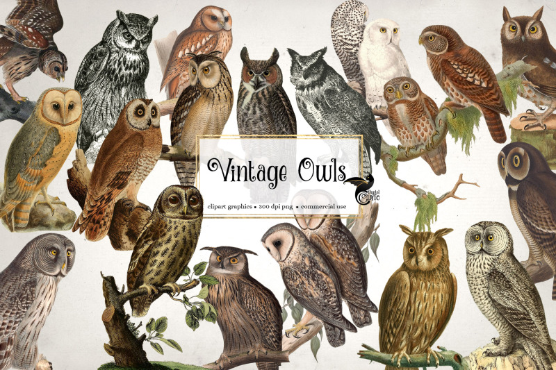 vintage-owls-clipart