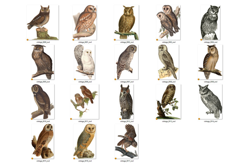 vintage-owls-clipart