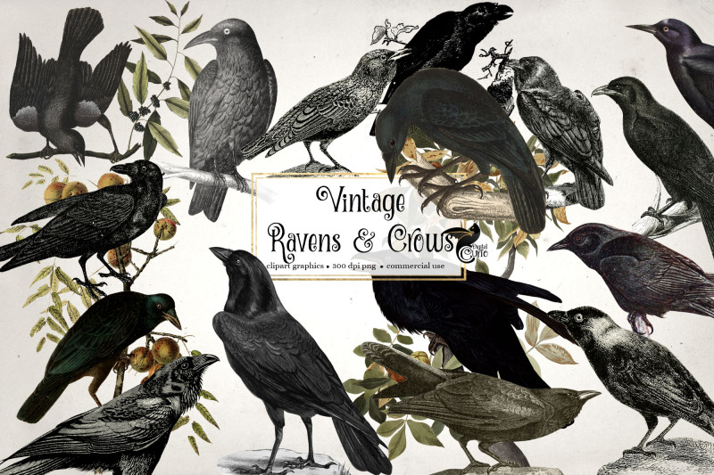 vintage-ravens-and-crows-clipart