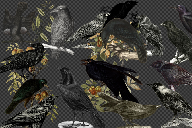 vintage-ravens-and-crows-clipart