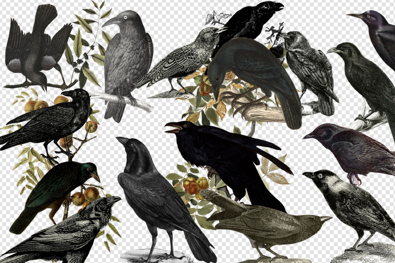 vintage-ravens-and-crows-clipart