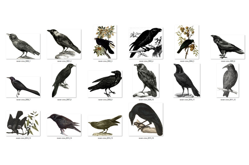 vintage-ravens-and-crows-clipart