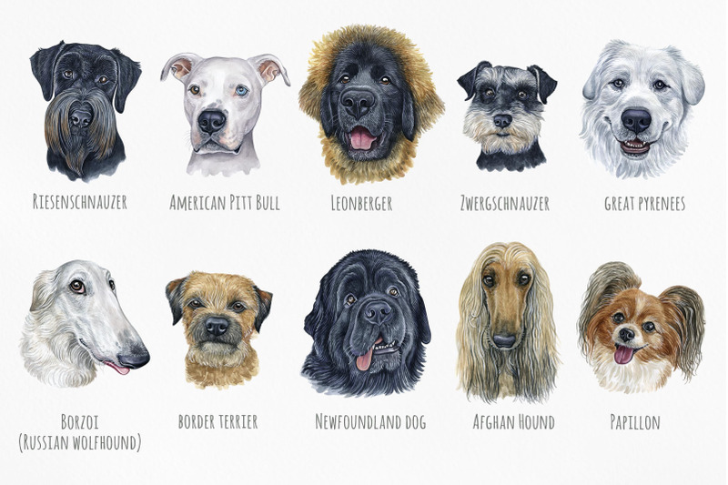 part-4-big-watercolor-illustrations-set-dog-breeds